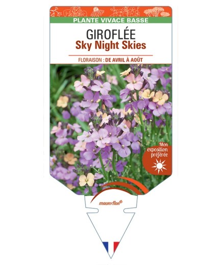 ERYSIMUM Sky Night Skies voir Giroflée