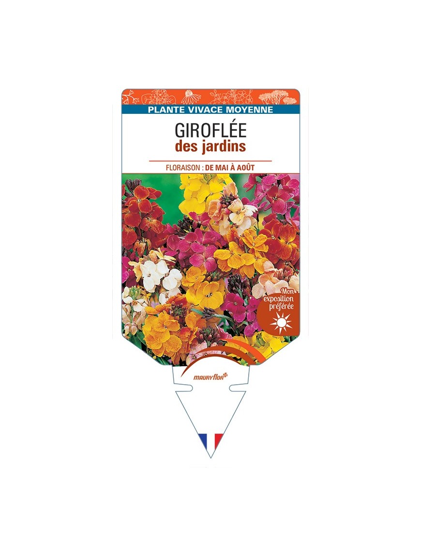 ERYSIMUM voir Giroflée des jardins