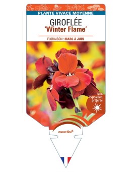 ERYSIMUM Winter Flame voir Giroflée