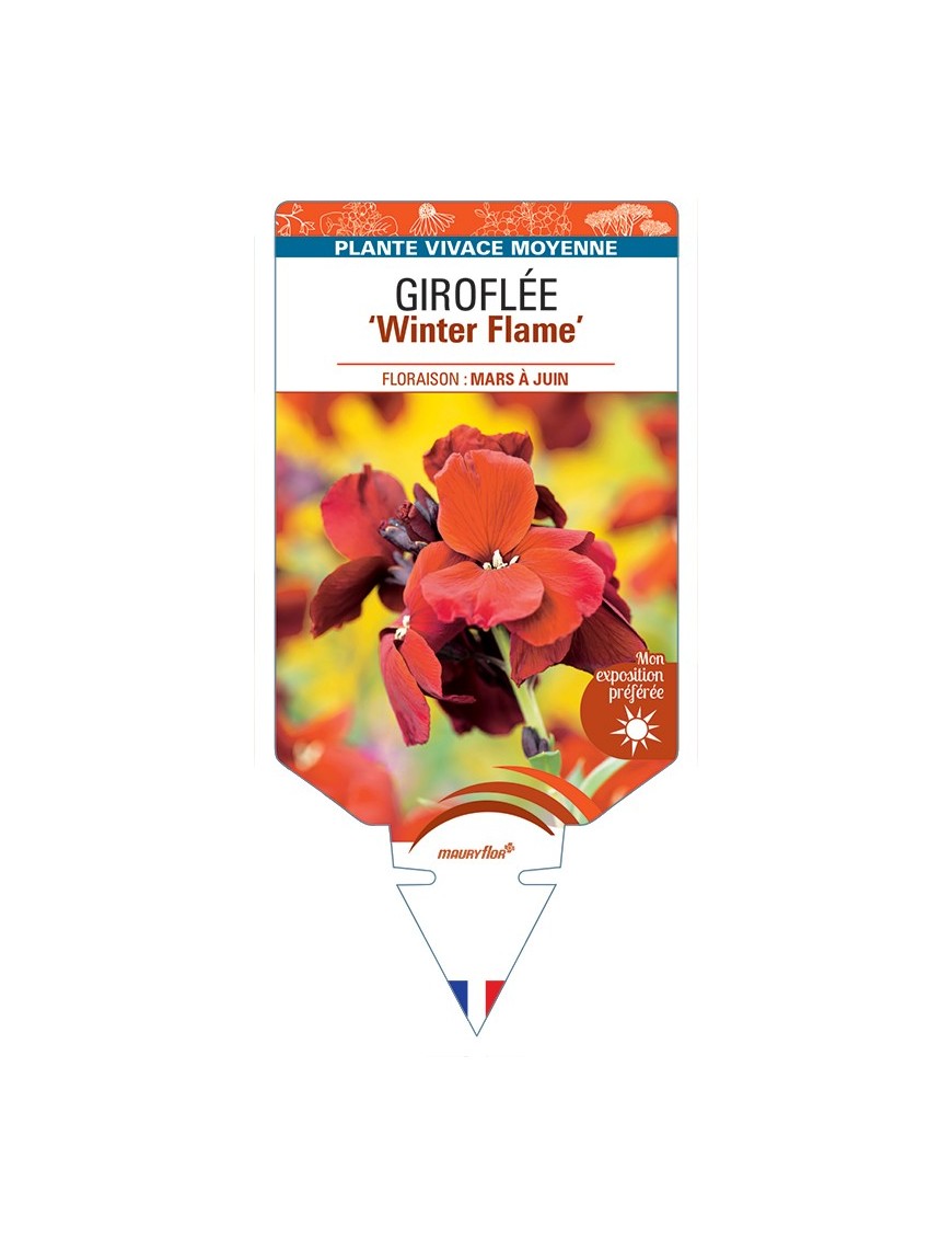 ERYSIMUM Winter Flame voir Giroflée