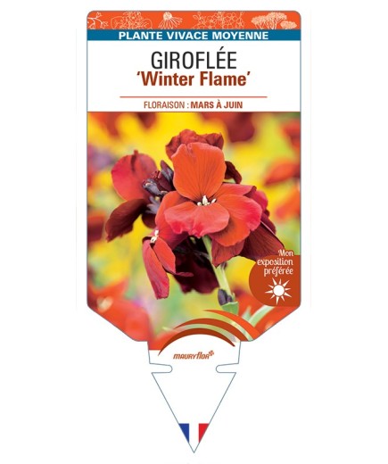 ERYSIMUM Winter Flame voir Giroflée
