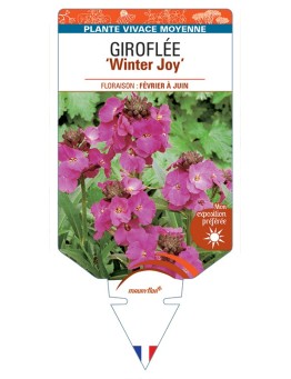 ERYSIMUM Winter Joy voir Giroflée