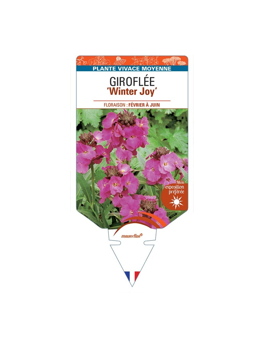 ERYSIMUM Winter Joy voir Giroflée
