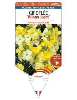 ERYSIMUM Winter Light voir Giroflée