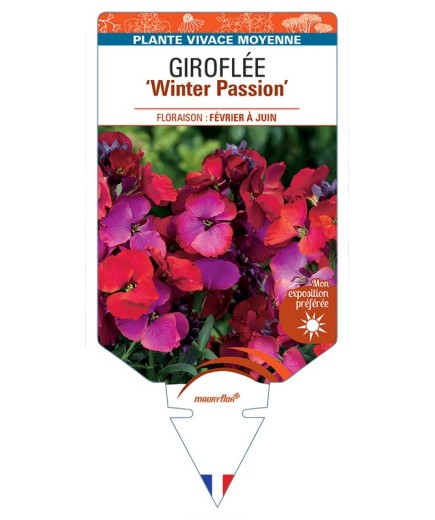 ERYSIMUM Winter Passion voir Giroflée