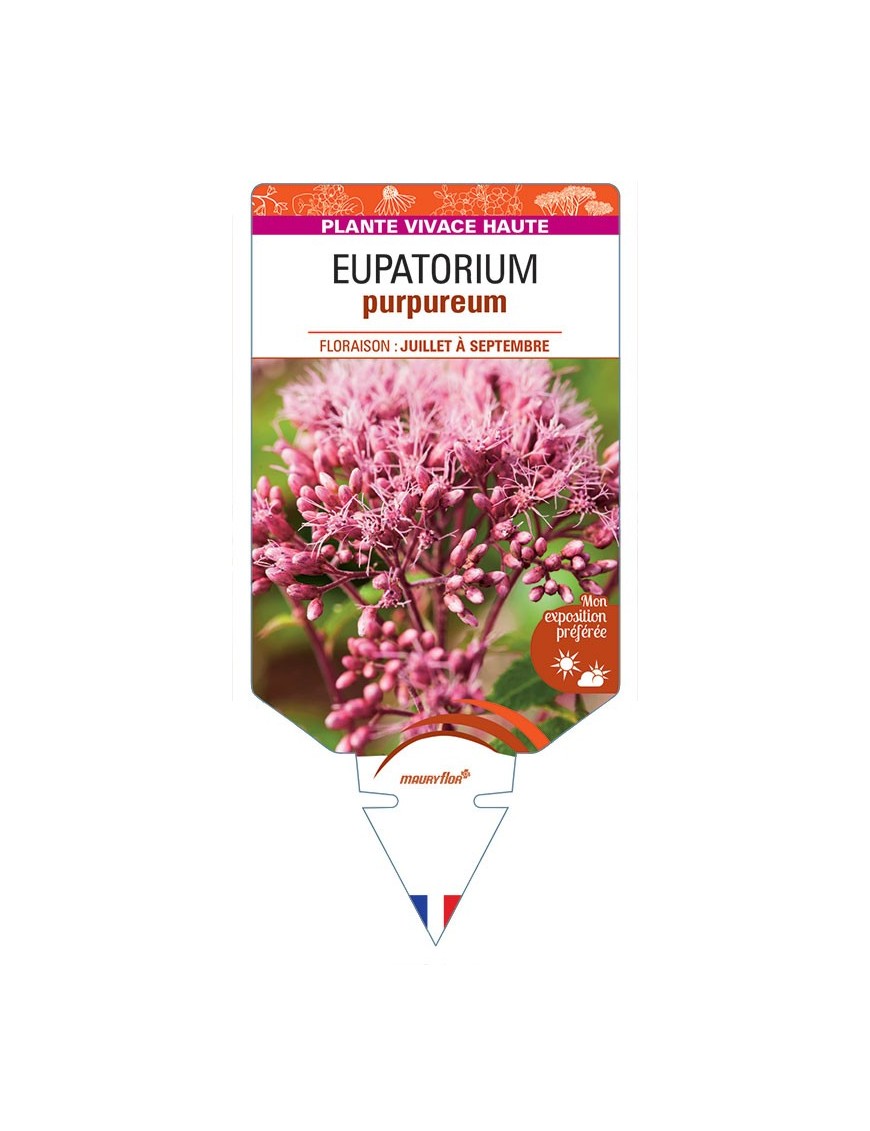 EUPATORIUM PURPUREUM (rouge)