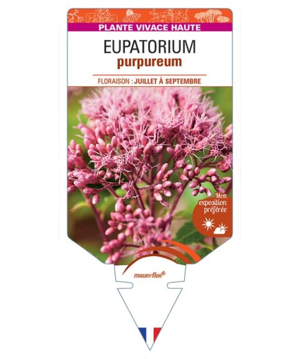 EUPATORIUM PURPUREUM (rouge)
