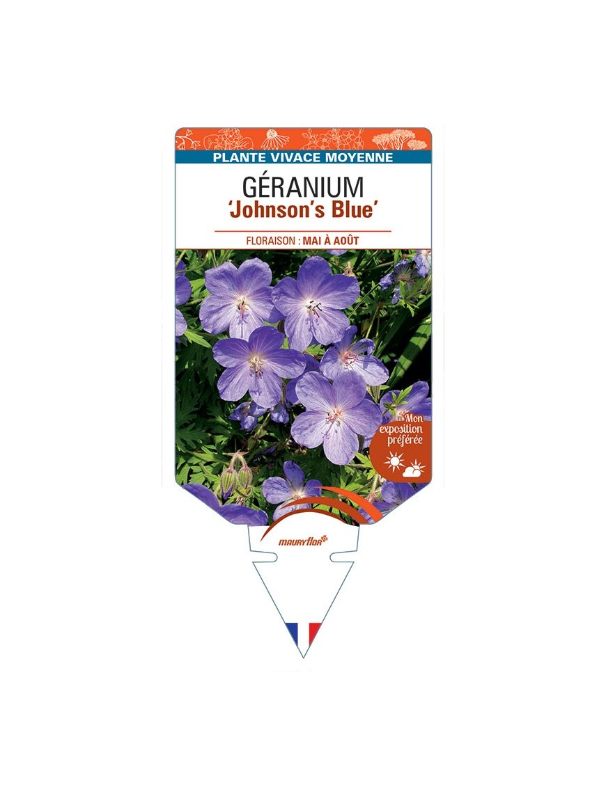 GERANIUM 'Johnson's Blue' *