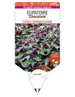 EUPATORIUM rugosum Chocolate voir Eupatoire