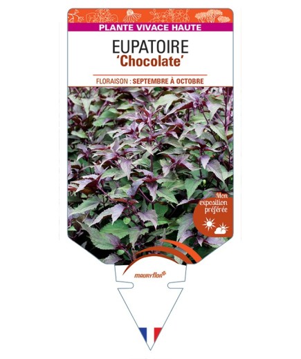 EUPATORIUM rugosum Chocolate voir Eupatoire