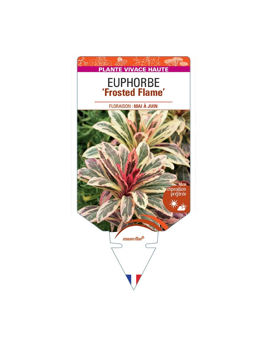 EUPHORBIA (amygdaloides) Frosted Flame