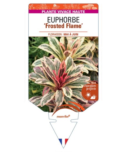 EUPHORBIA (amygdaloides) Frosted Flame