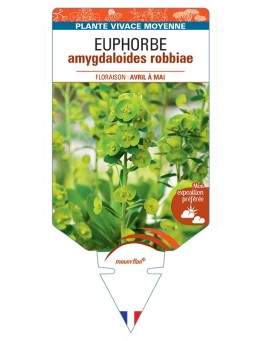 EUPHORBIA amygdaloides robbiae
