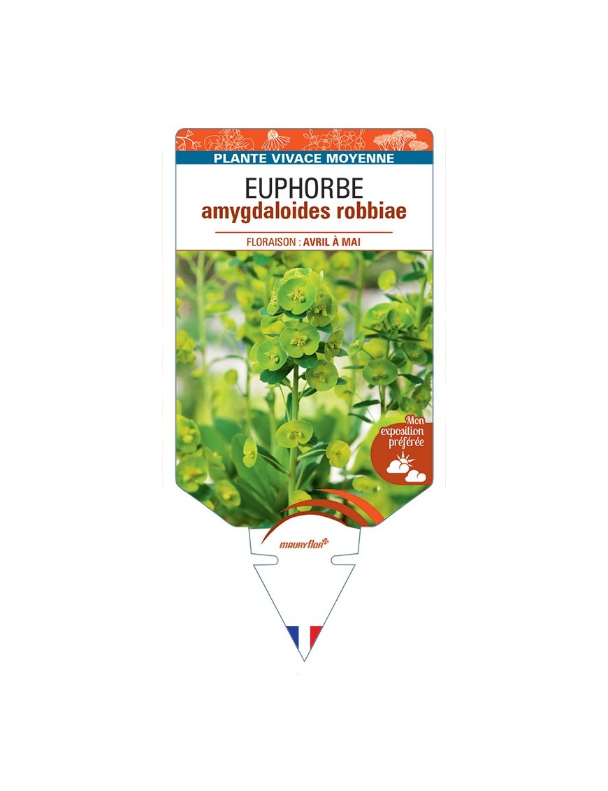 EUPHORBIA amygdaloides robbiae
