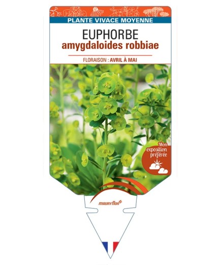 EUPHORBIA amygdaloides robbiae