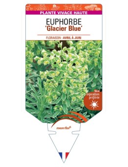 EUPHORBIA (characias) Glacier Blue