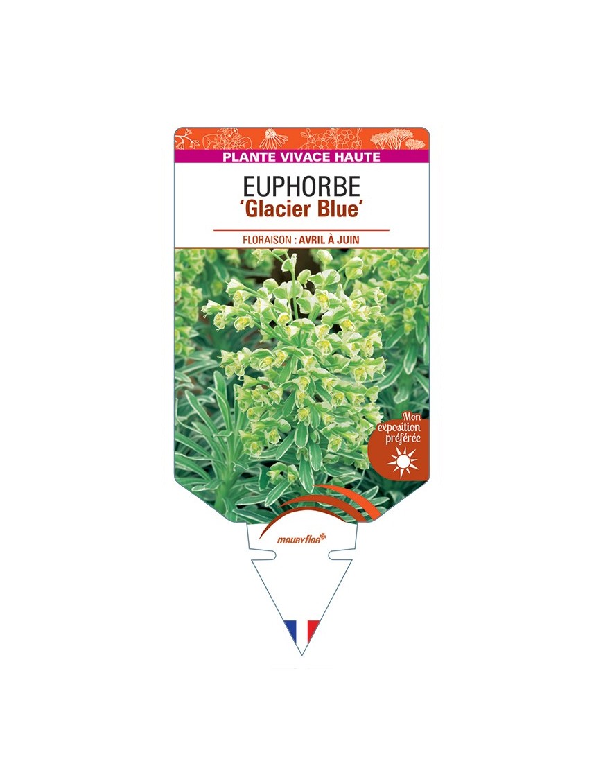 EUPHORBIA (characias) Glacier Blue