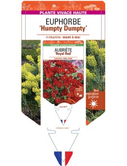 EUPHORBIA (characias) Humpty Dumpty
