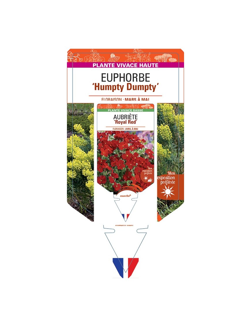 EUPHORBIA (characias) Humpty Dumpty
