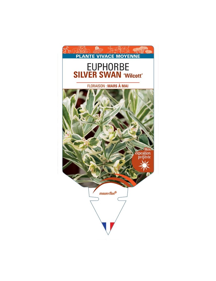 EUPHORBIA (characias) SILVER SWAN Wilcott