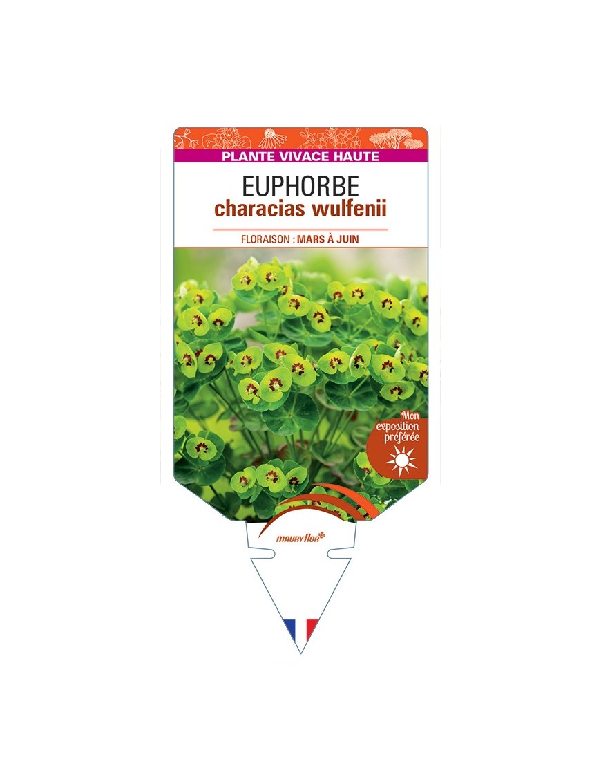 EUPHORBIA characias wulfenii