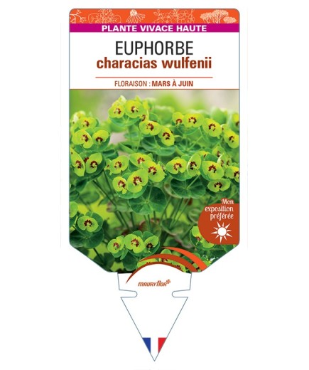 EUPHORBIA characias wulfenii