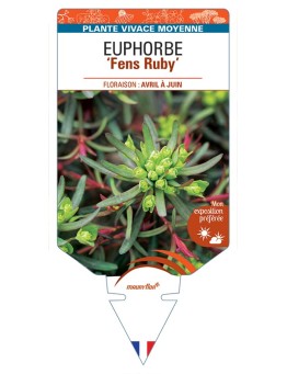 EUPHORBIA (cyparissias) Fens Ruby