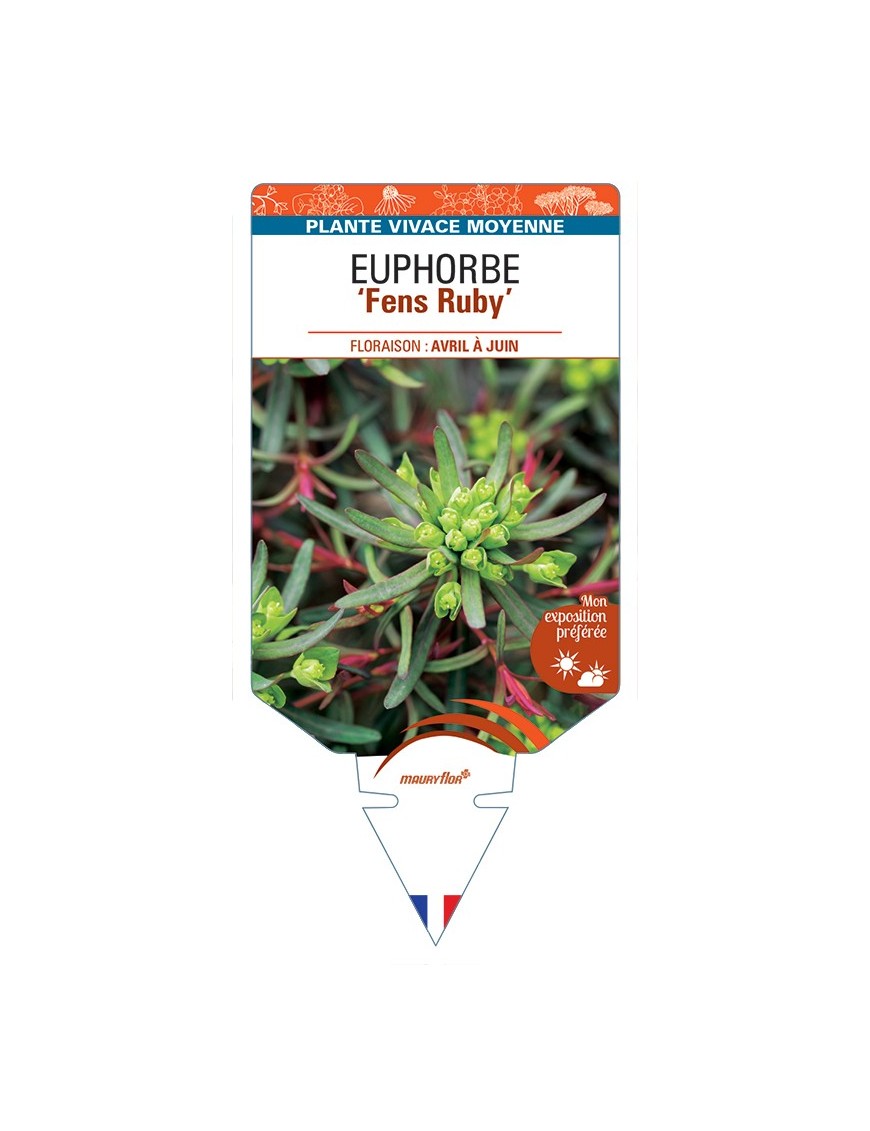 EUPHORBIA (cyparissias) Fens Ruby