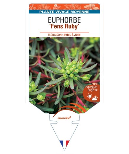 EUPHORBIA (cyparissias) Fens Ruby