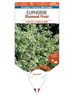 EUPHORBIA Diamond Frost