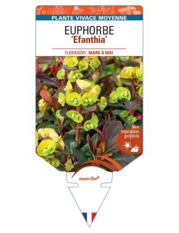 EUPHORBIA Efanthia