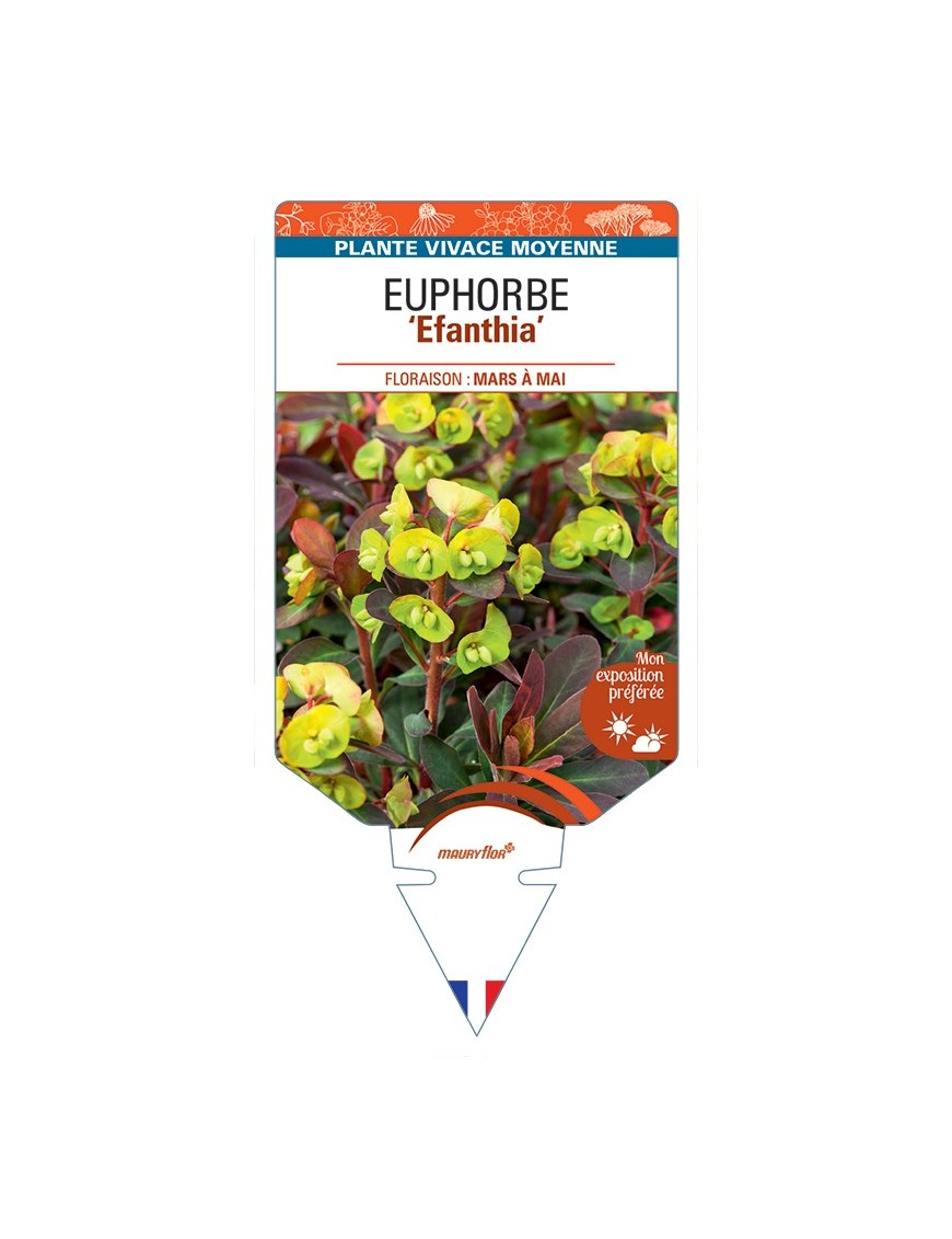 EUPHORBIA Efanthia
