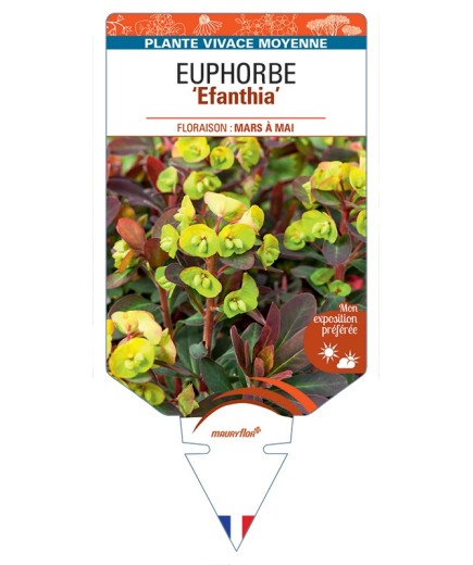 EUPHORBIA Efanthia