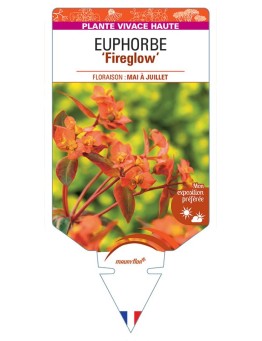 EUPHORBIA GRIFFITHII FIREGLOW