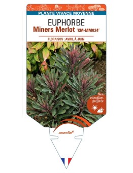 EUPHORBIA Miners Merlot