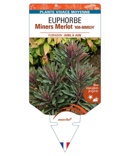 EUPHORBIA Miners Merlot