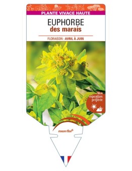 EUPHORBIA palustris voir Euphorbe des marais
