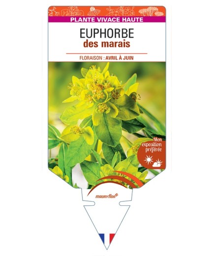 EUPHORBIA palustris voir Euphorbe des marais