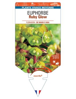 EUPHORBIA Ruby Glow