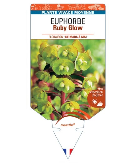 EUPHORBIA Ruby Glow