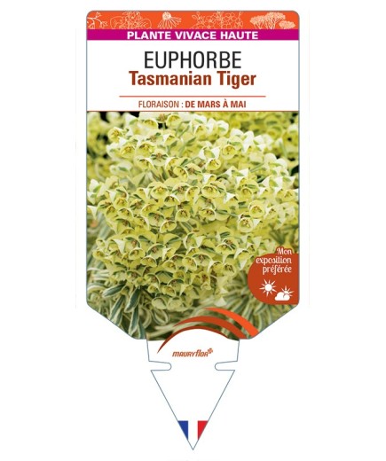 EUPHORBIA Tasmanian Tiger