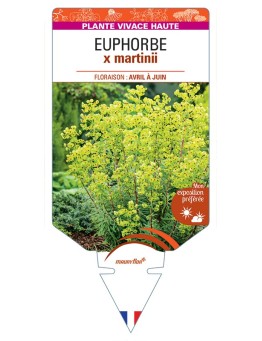 EUPHORBIA x martinii