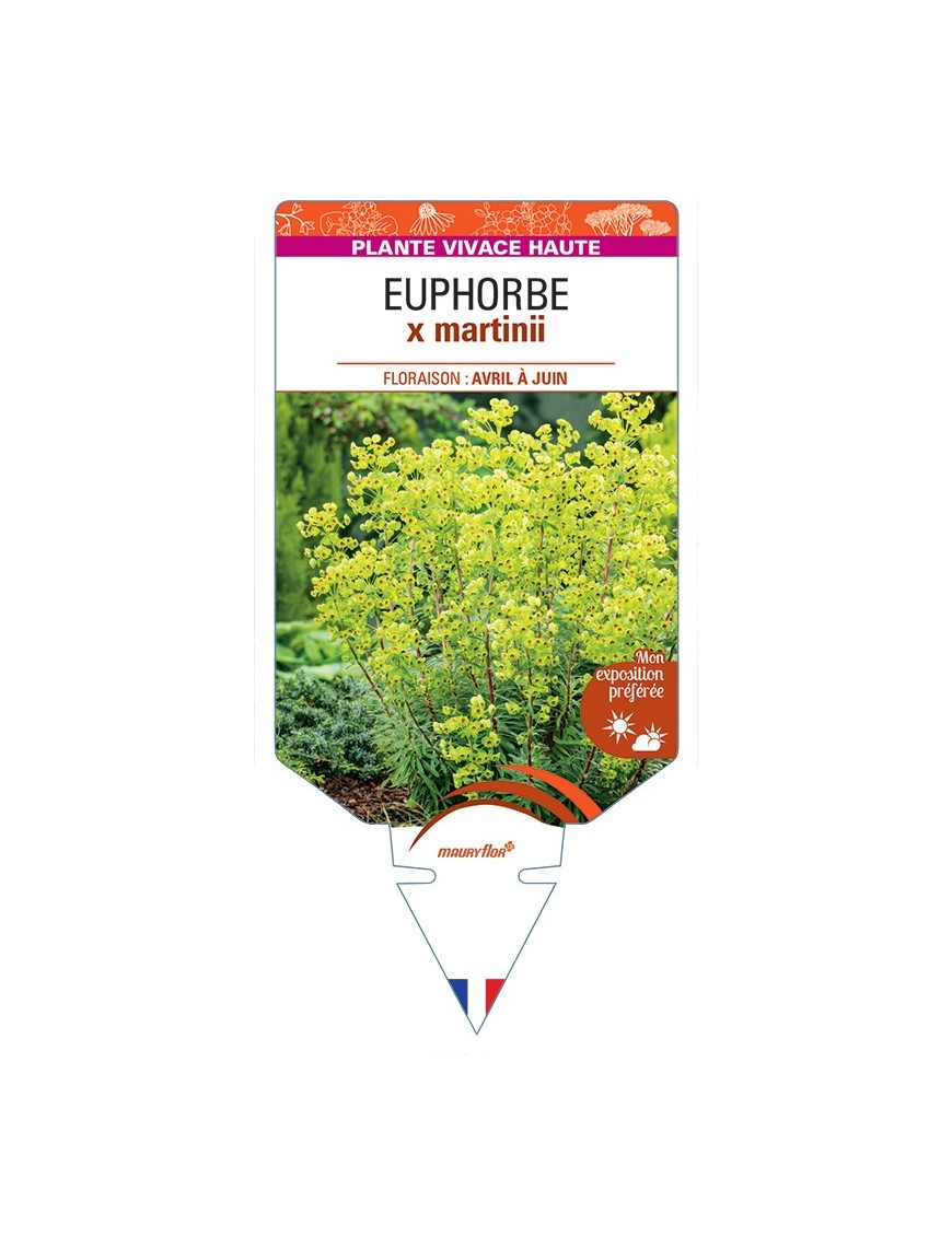 EUPHORBIA x martinii
