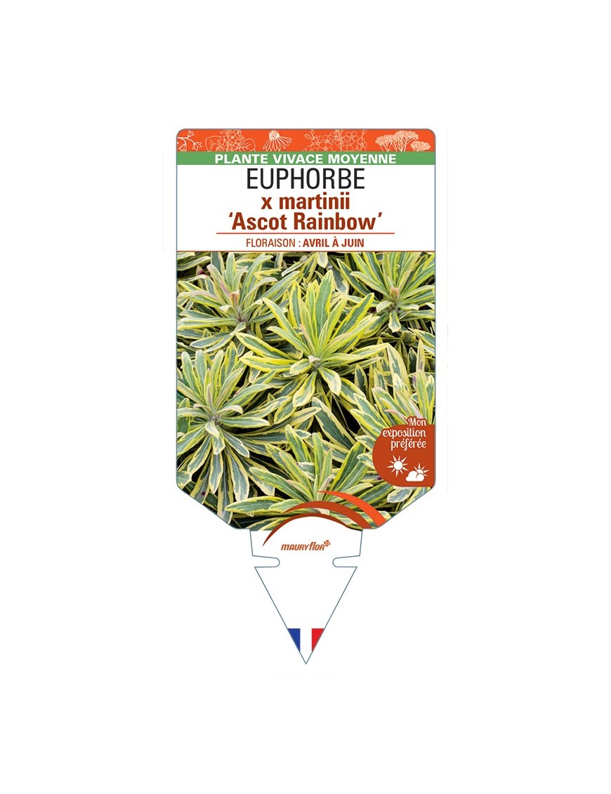 EUPHORBIA x martinii Ascot Rainbow
