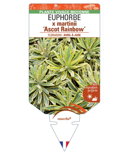 EUPHORBIA x martinii Ascot Rainbow