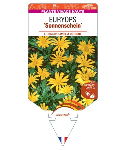EURYOPS Sonnenschein