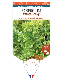 FARFUGIUM (japonicum) Wavy Gravy
