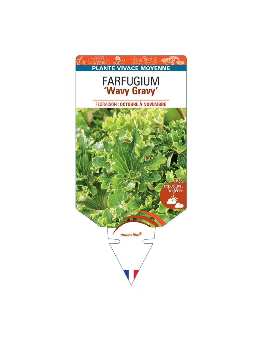 FARFUGIUM (japonicum) Wavy Gravy
