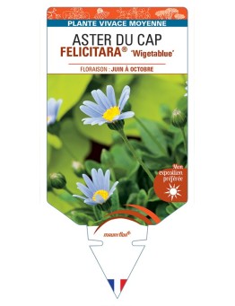 FELICIA amelloides FELICITARA® Wigetablue voir ASTER DU CAP