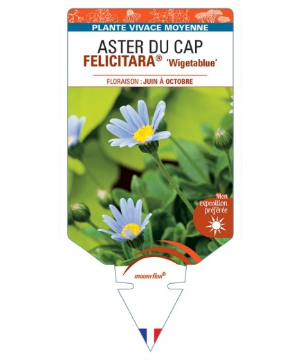 FELICIA amelloides FELICITARA® Wigetablue voir ASTER DU CAP